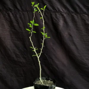 Flacourtia Indica / বৈঁচি গাছ