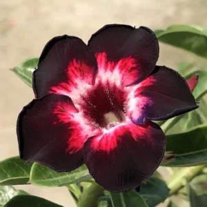 Adenium Black Swan Flower