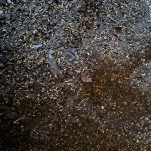 Adenium Soil (5KG Pack)